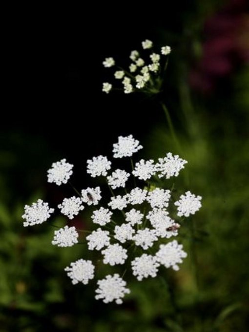 Sautoir médaillon D20 Fleur de Dentelle Neige