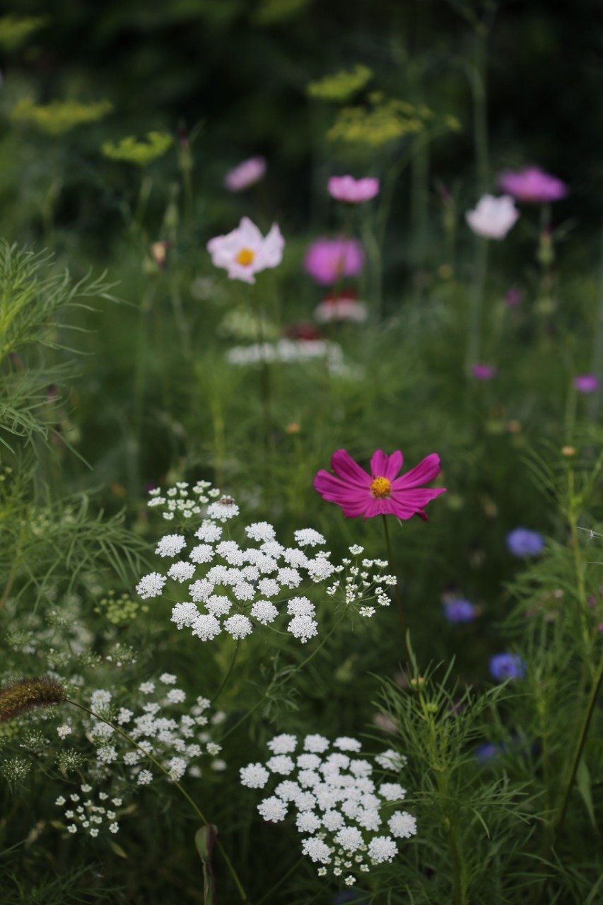 Sautoir médaillon D20 Fleur de Dentelle Mila