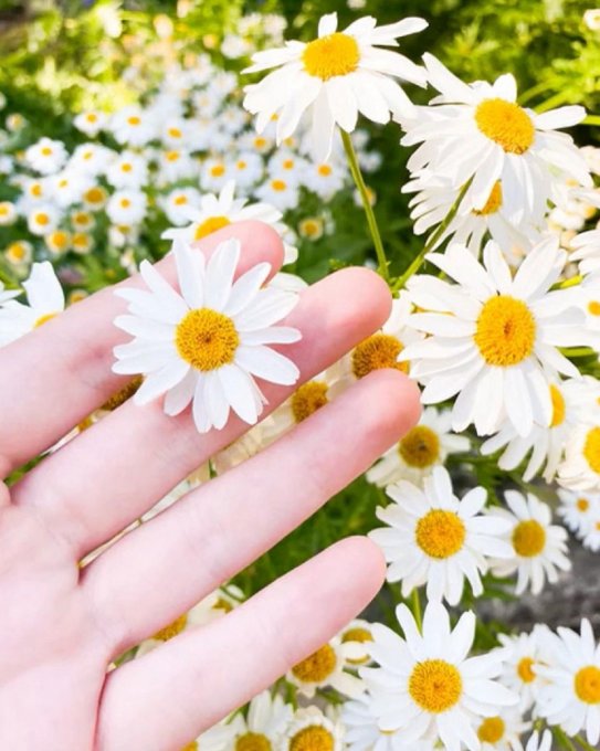 Porte-Clés/Bijoux de sac Fleur Marguerite Blanca