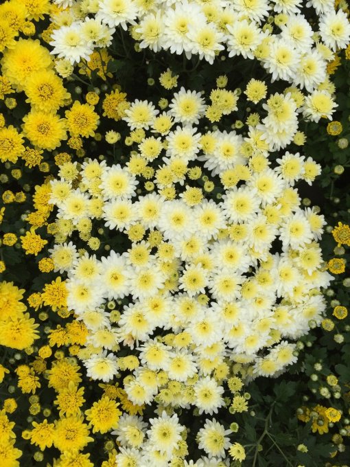 Porte-Clés/Bijoux de sac Fleur de Chrysanthème Clem