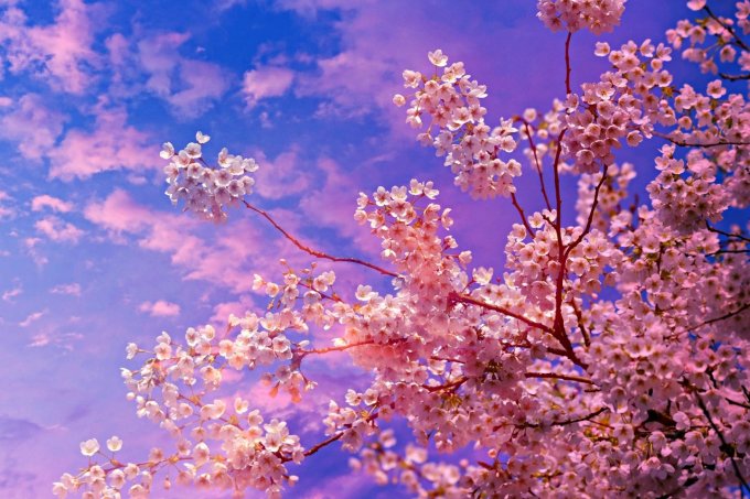 Boucles d'oreilles dormeuses Fleur de cerisier du Japon Zia