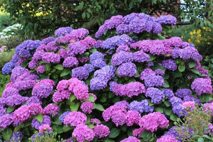 Broche Arty fleurettes fleur d'Hortensia Pola