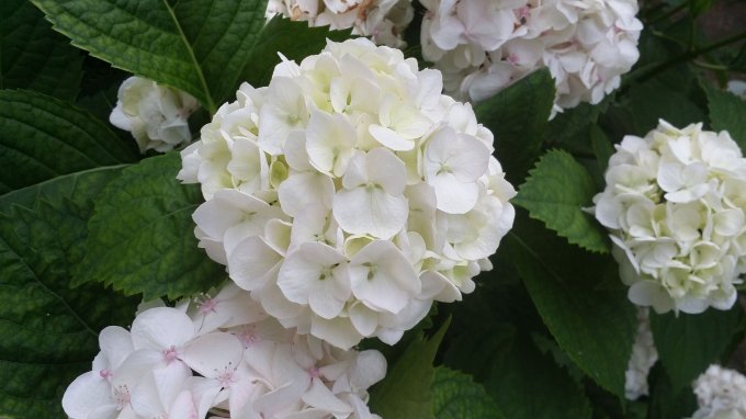 Broche Arty picots fleur d'Hortensia Gwen