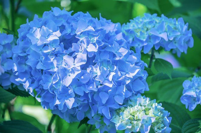 Sautoir médaillon D20 Hortensia Erel