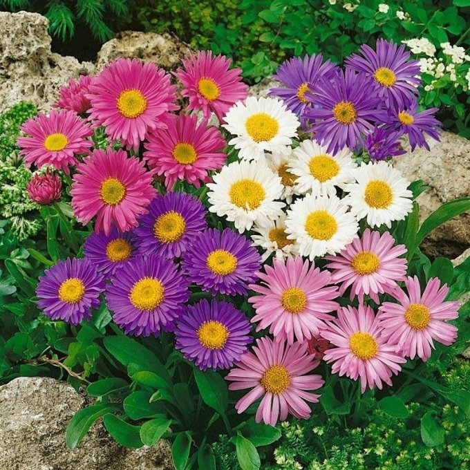 Broche Artytri Marguerite