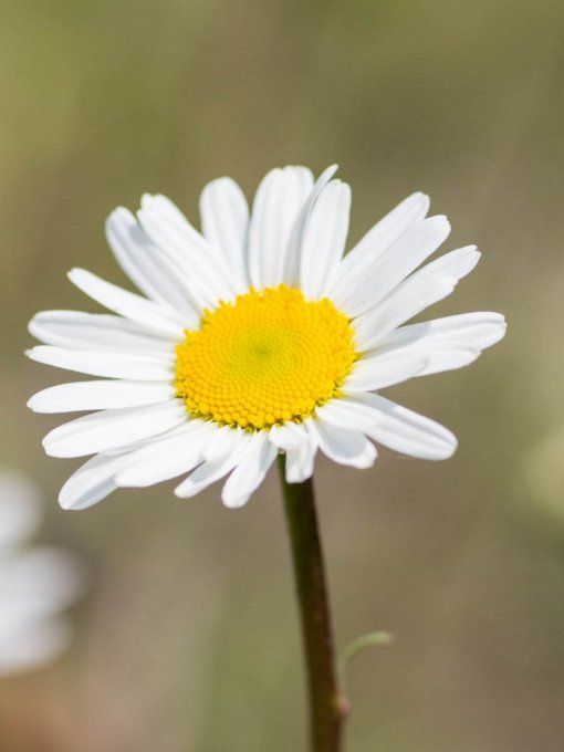 Broche Arty torsade Marguerite Blanca