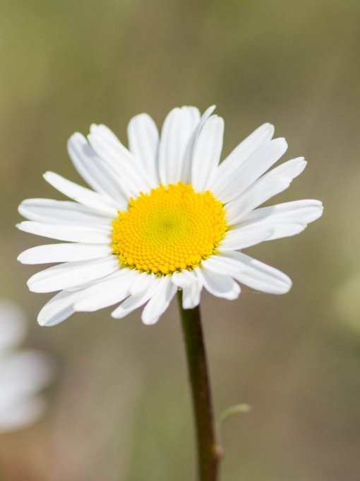 Bague acier inoxydable doré D25 Marguerite Soleil