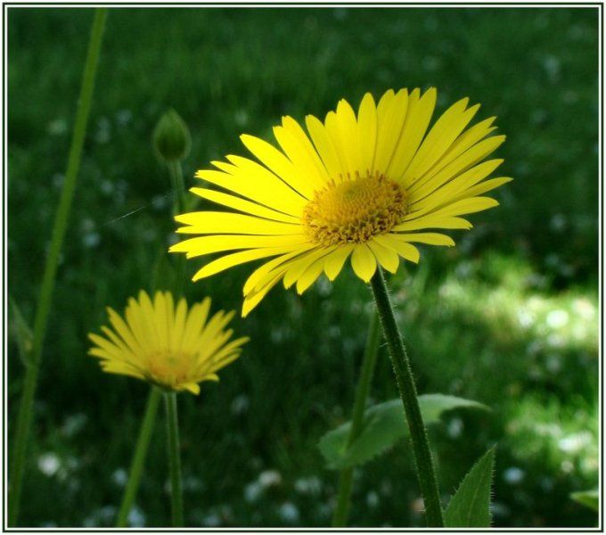 Broche Fleur Marguerite Soleil