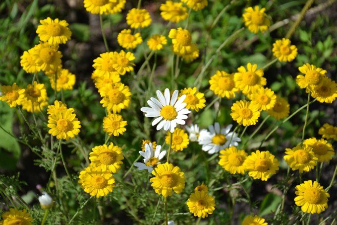 Jonc articulé GM A Marguerite Soleil