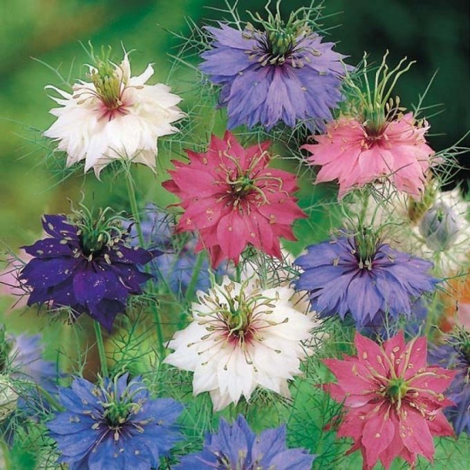 Porte-Clés/Bijoux de sac Fleur de Nigelle Coralie