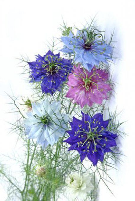 Sautoir médaillon Fleur de Nigelle Azur