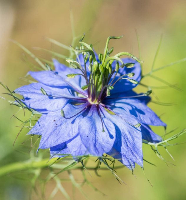 Broche Fleur Fleur de Nigelle Marine