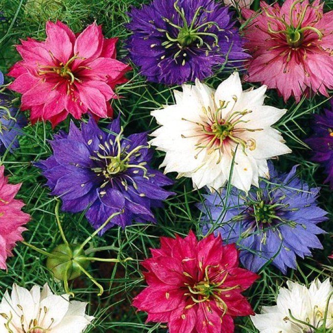 Broche Flores Fleur de Nigelle Ange