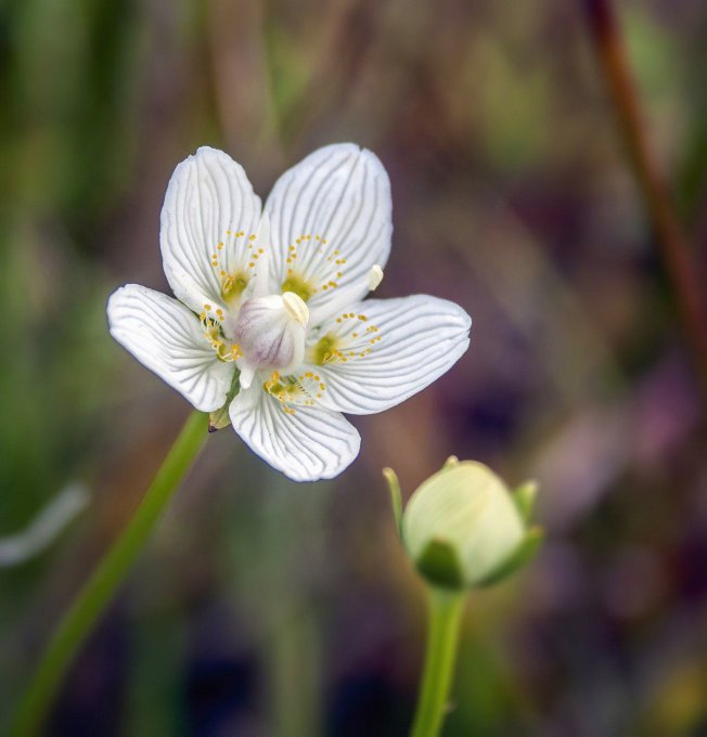 Jonc articulé Fleur Parnassie des Marais Alizée