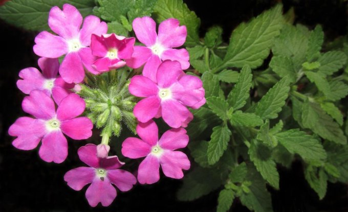 Sautoir médaillon D20 Fleur de Verveine Viviane