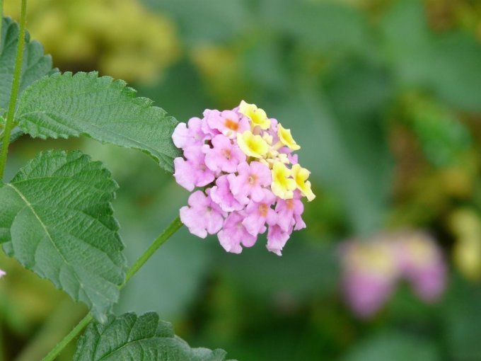 Sautoir médaillon D20 Fleur de Verveine Viviane