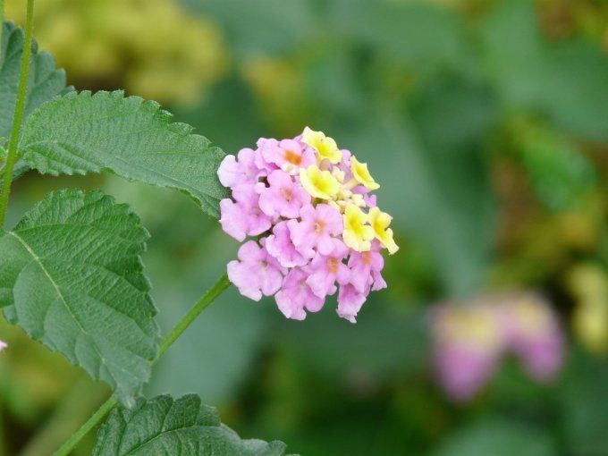 Sautoir médaillon D20 Fleur de Verveine Célia