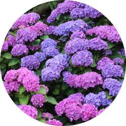 Hortensia