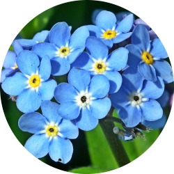 Myosotis